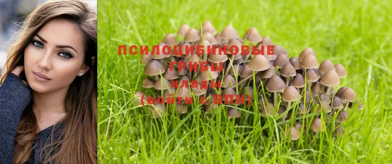 где можно купить   Карпинск  гидра как войти  Галлюциногенные грибы Psilocybe 